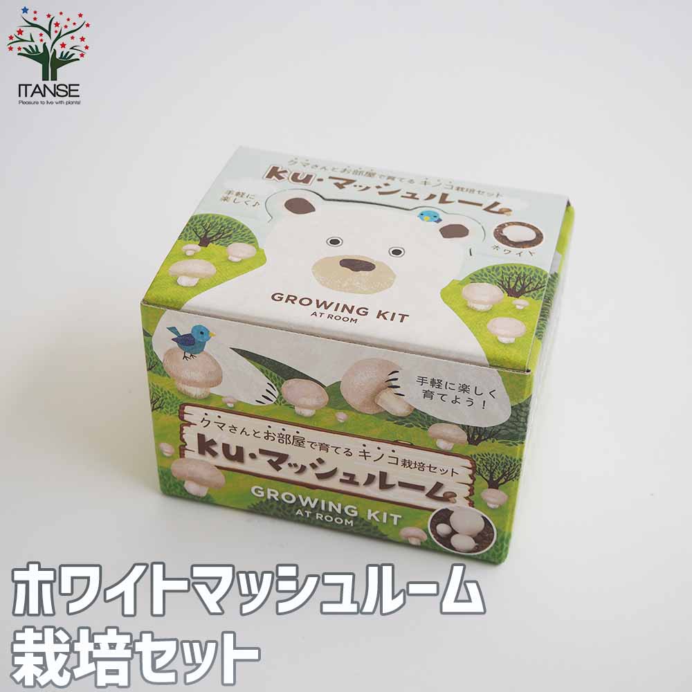 おうちでできるキノコ栽培キット ホワイトマッシュルーム【1個売り