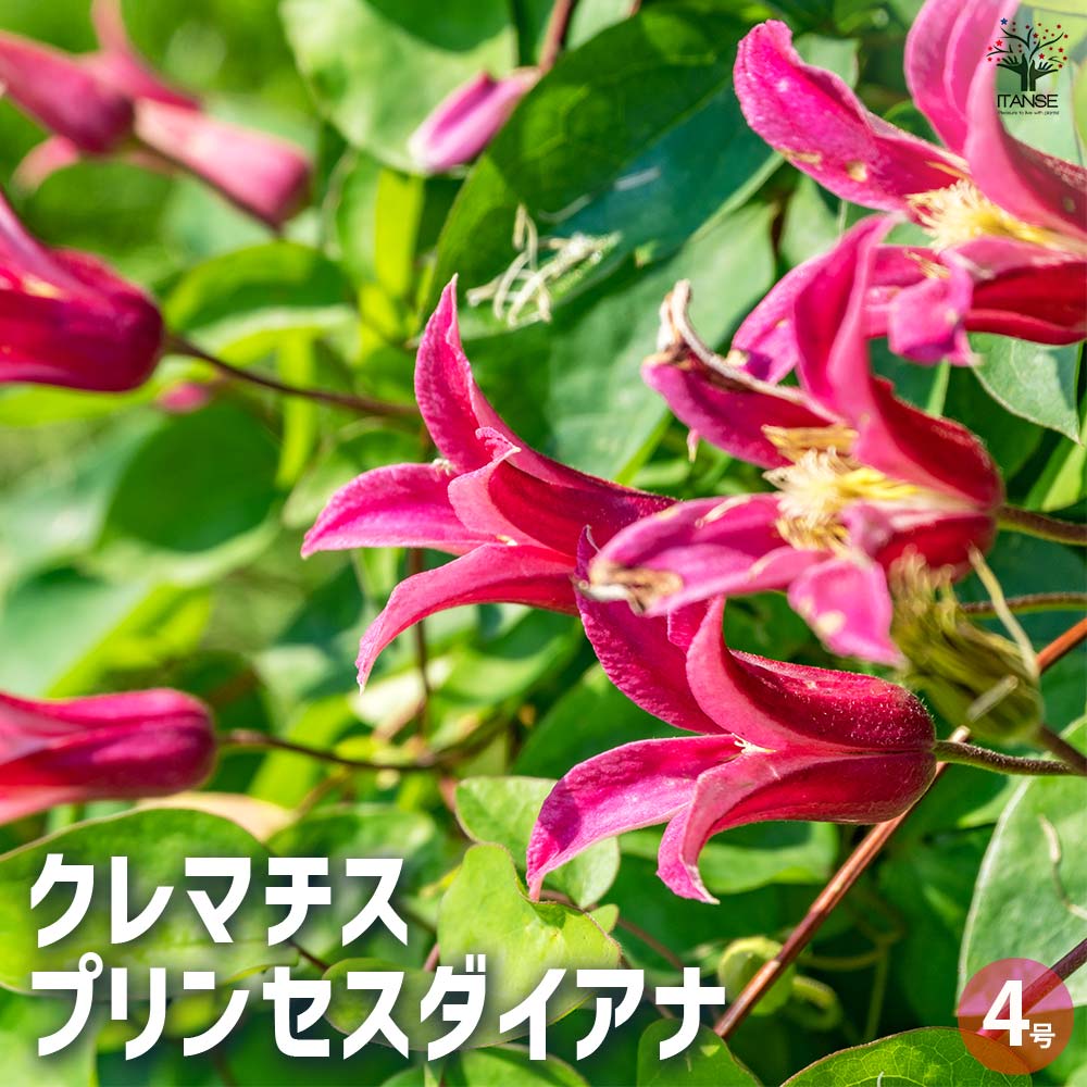 クレマチス プリンセス ダイアナ 【花苗 4号／1個売り】｜ 【植物の