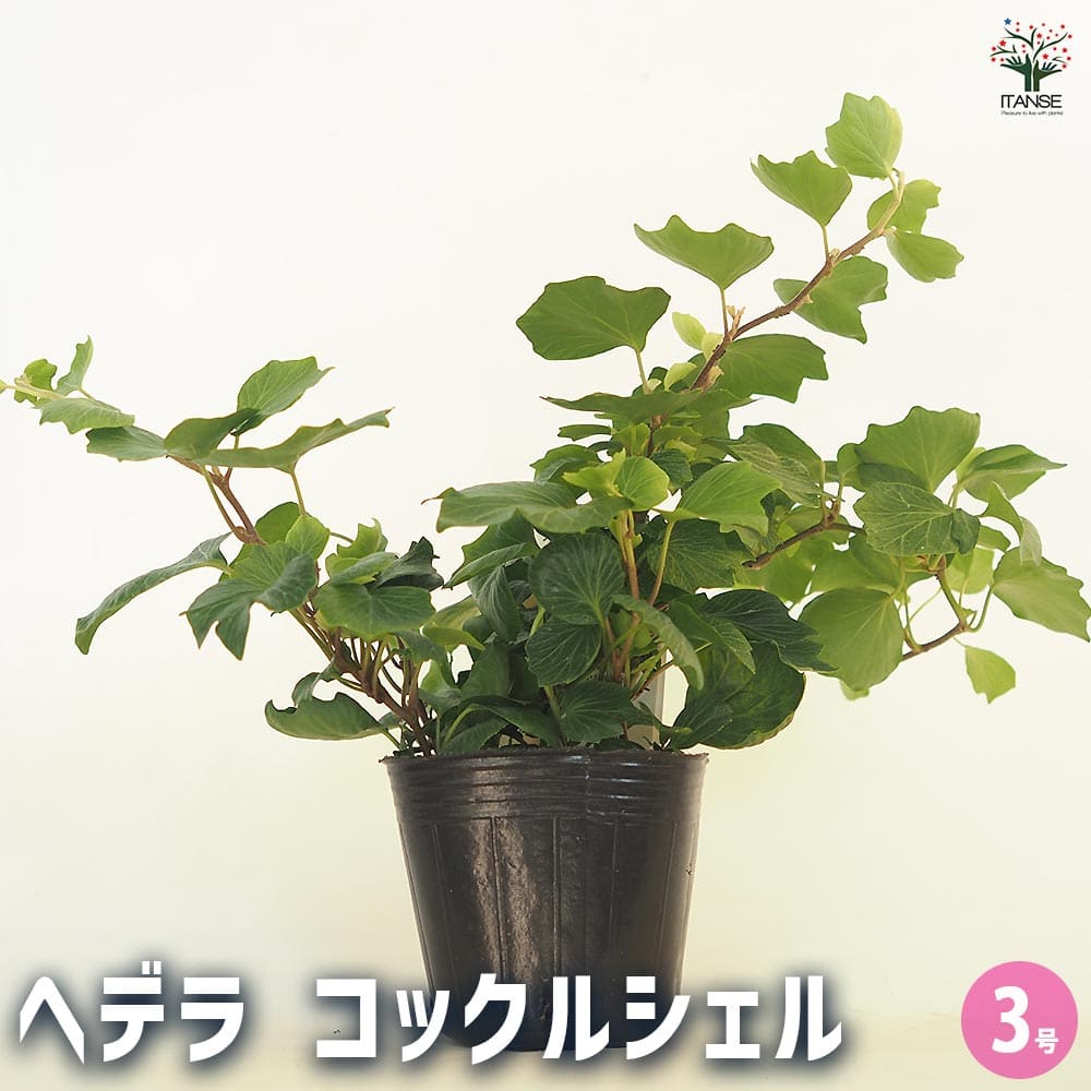 へデラヘリックス-2 ヘデラ コックルシェル 【観葉植物 3号】｜ 【植物のITANSE