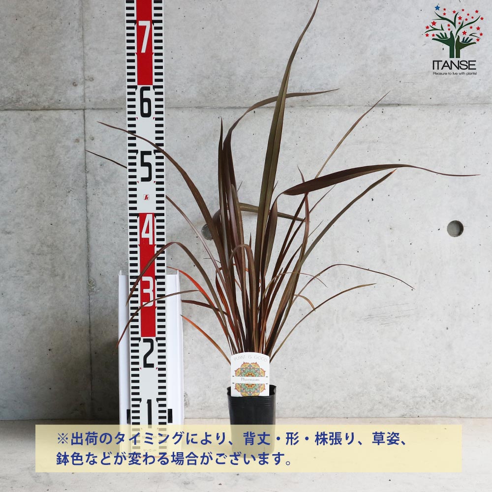 ニューサイランの苗・フォルミウム・レッド（入才蘭）【庭木 3号ロングポット苗 多年草カラーリーフ・オーナメンタルプランツ苗／1個売り】