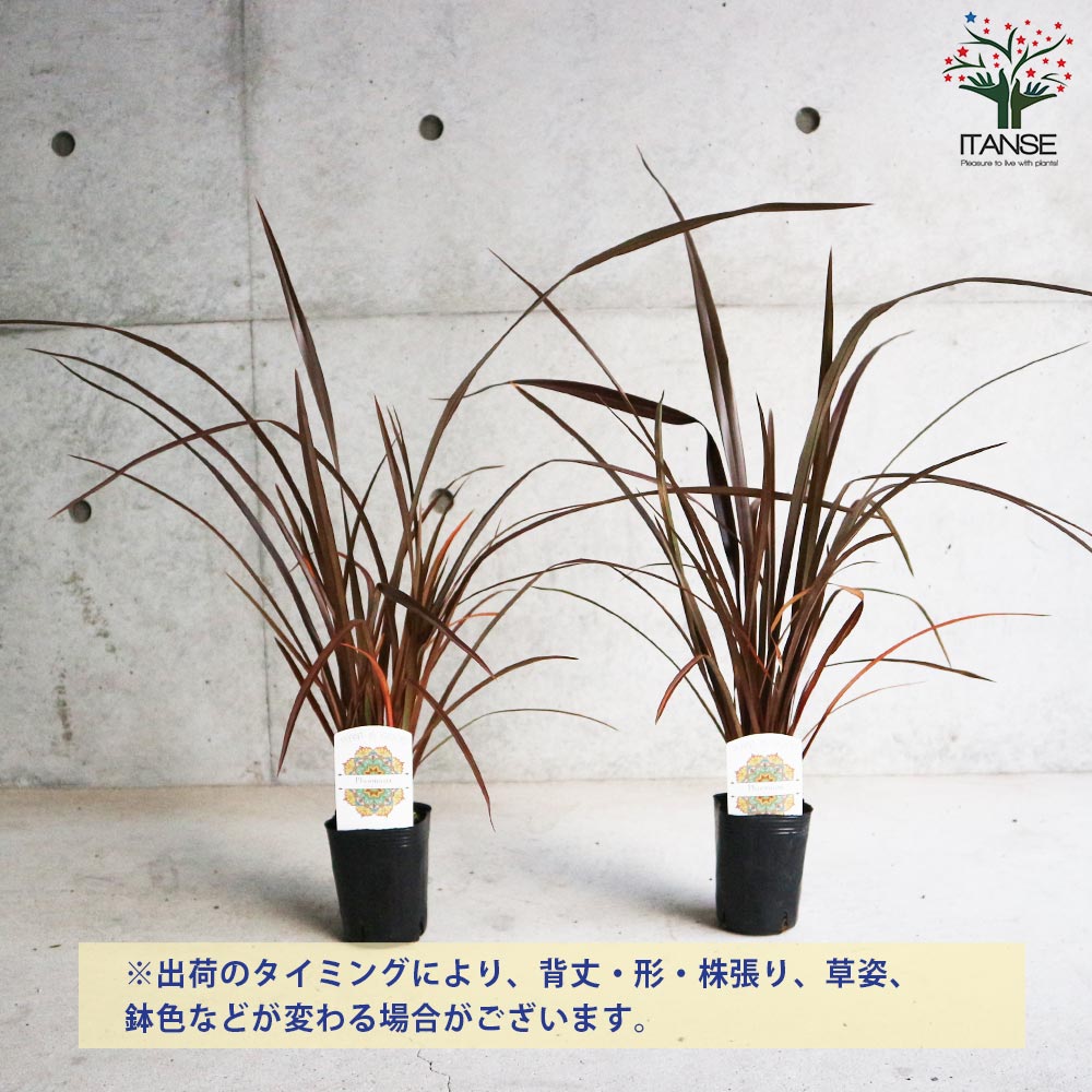 ニューサイランの苗・フォルミウム・レッド（入才蘭）【庭木 3号ロングポット苗 多年草カラーリーフ・オーナメンタルプランツ苗／1個売り】