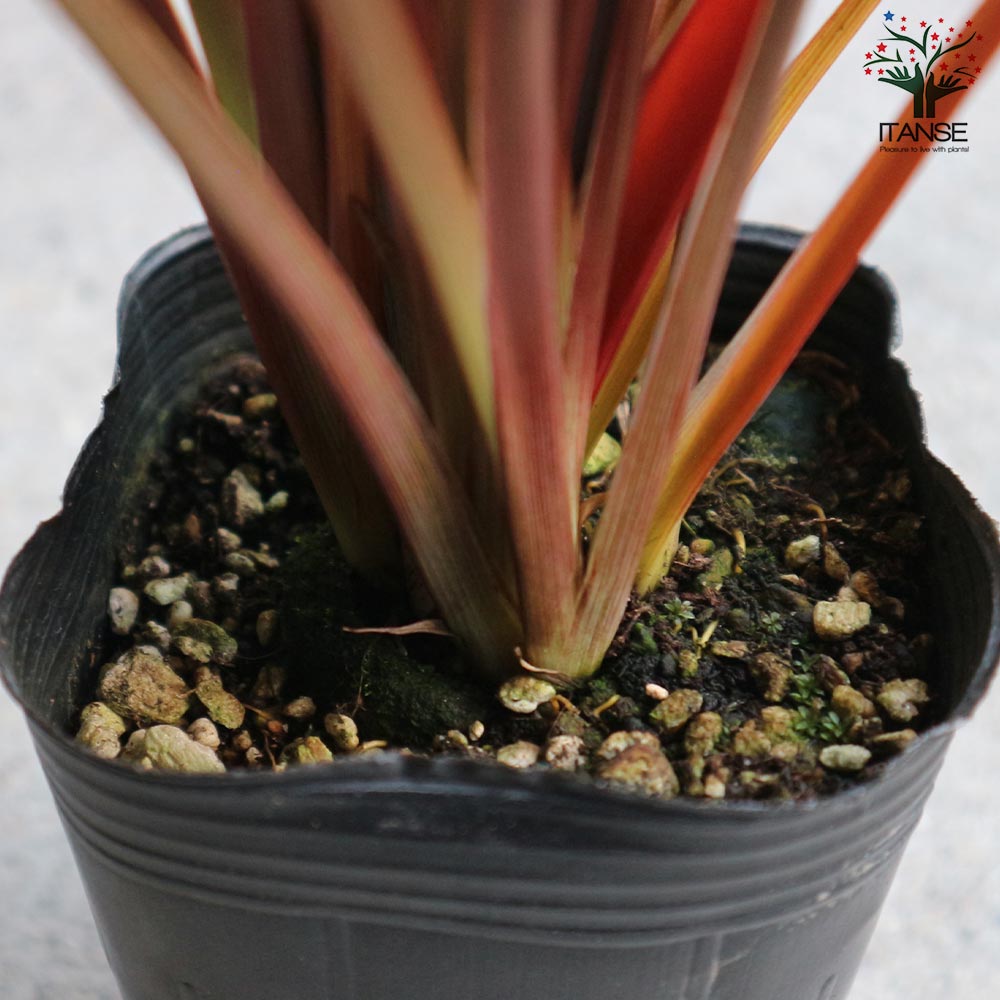 ニューサイランの苗・フォルミウム・レッド（入才蘭）【庭木 3号ロングポット苗 多年草カラーリーフ・オーナメンタルプランツ苗／1個売り】