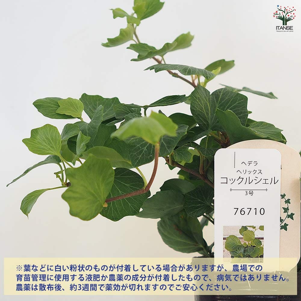 ヘデラ コックルシェル 【観葉植物 3号】｜ 【植物のITANSE