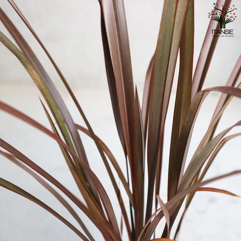 ニューサイランの苗・フォルミウム・レッド（入才蘭）【庭木 3号ロングポット苗 多年草カラーリーフ・オーナメンタルプランツ苗／1個売り】