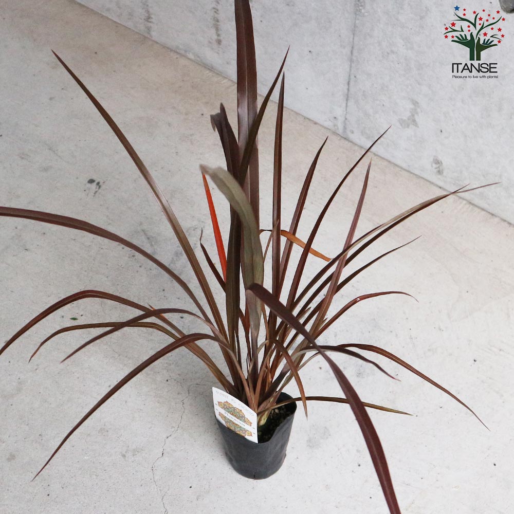 ニューサイランの苗・フォルミウム・レッド（入才蘭）【庭木 3号ロングポット苗 多年草カラーリーフ・オーナメンタルプランツ苗／1個売り】