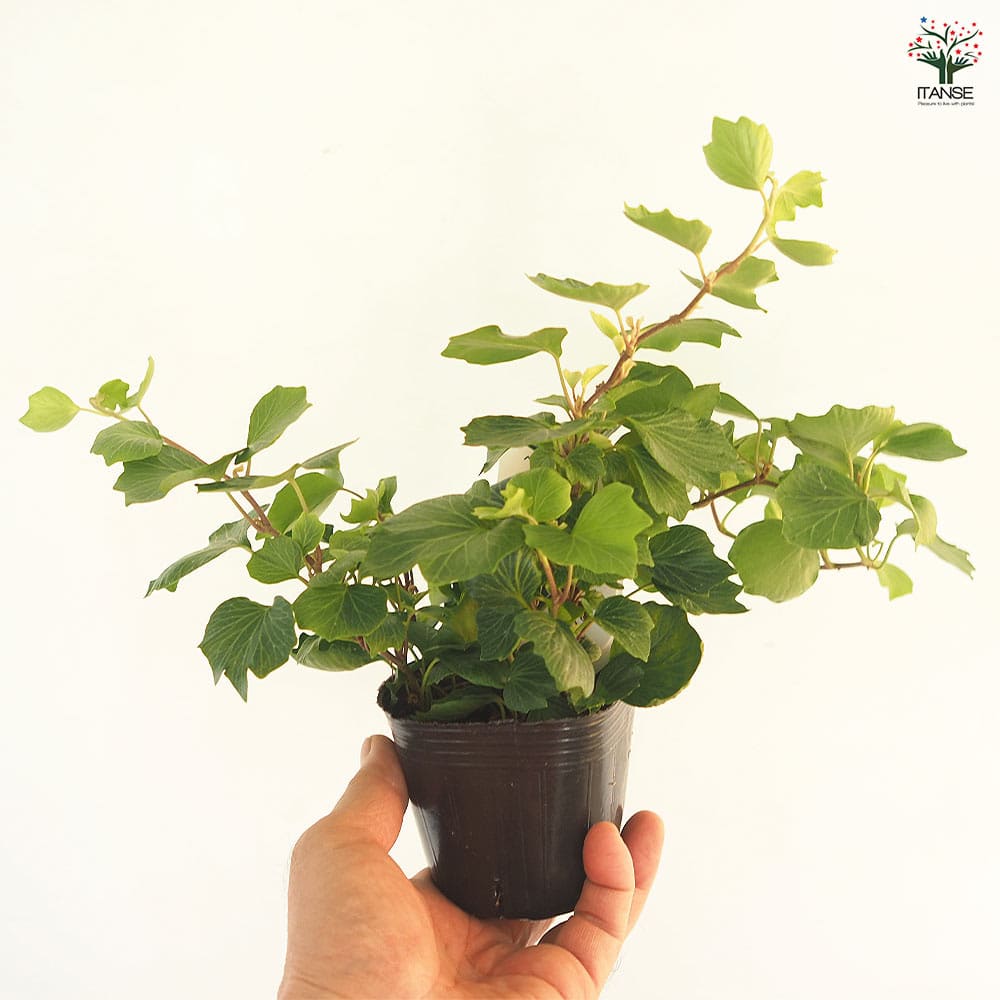 ヘデラ コックルシェル 【観葉植物 3号】｜ 【植物のITANSE