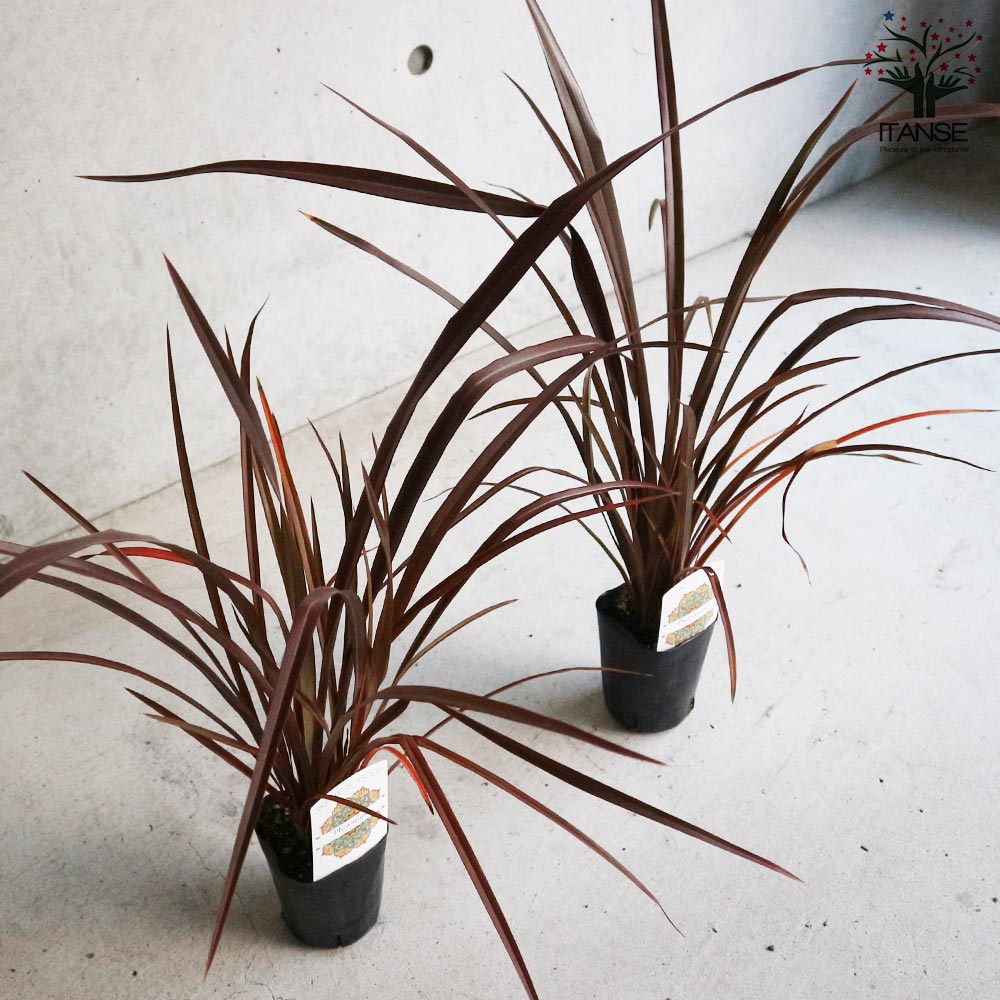 ニューサイランの苗・フォルミウム・レッド（入才蘭）【庭木 3号ロングポット苗 多年草カラーリーフ・オーナメンタルプランツ苗／1個売り】