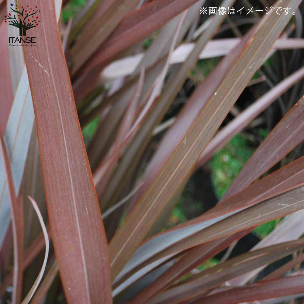 ニューサイランの苗・フォルミウム・レッド（入才蘭）【庭木 3号ロングポット苗 多年草カラーリーフ・オーナメンタルプランツ苗／1個売り】