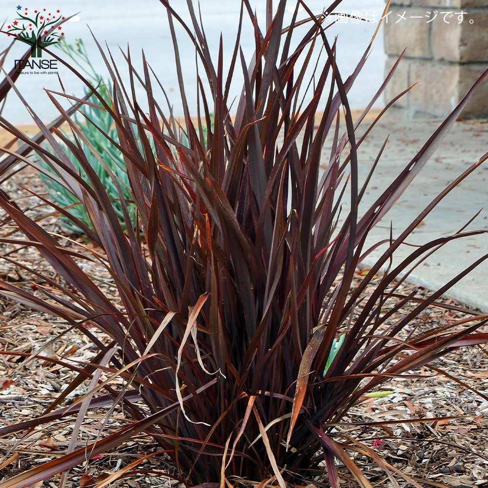 ニューサイランの苗・フォルミウム・レッド（入才蘭）【庭木 3号ロングポット苗 多年草カラーリーフ・オーナメンタルプランツ苗／1個売り】