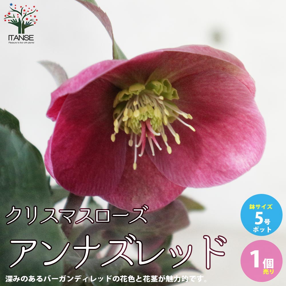 クリスマスローズ アンナズレッド