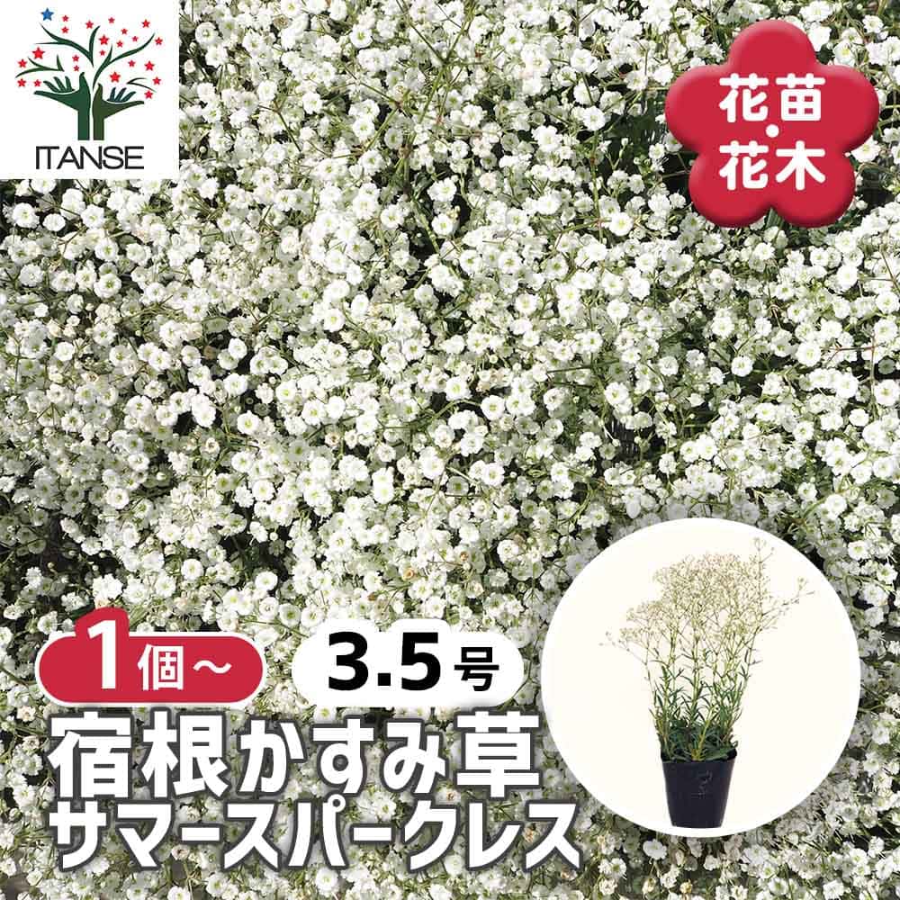 かすみ草さま　白のみ生地終了 大地農園・カスミ草・束オーバータイム・白 | プリザーブド