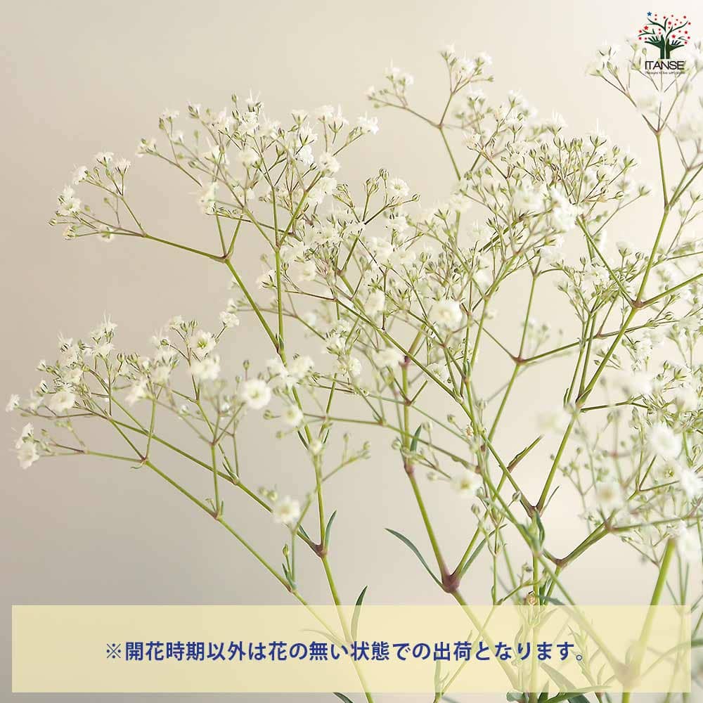 宿根かすみ草 サマースパークレス 【花苗 3.5号】｜ 【植物の