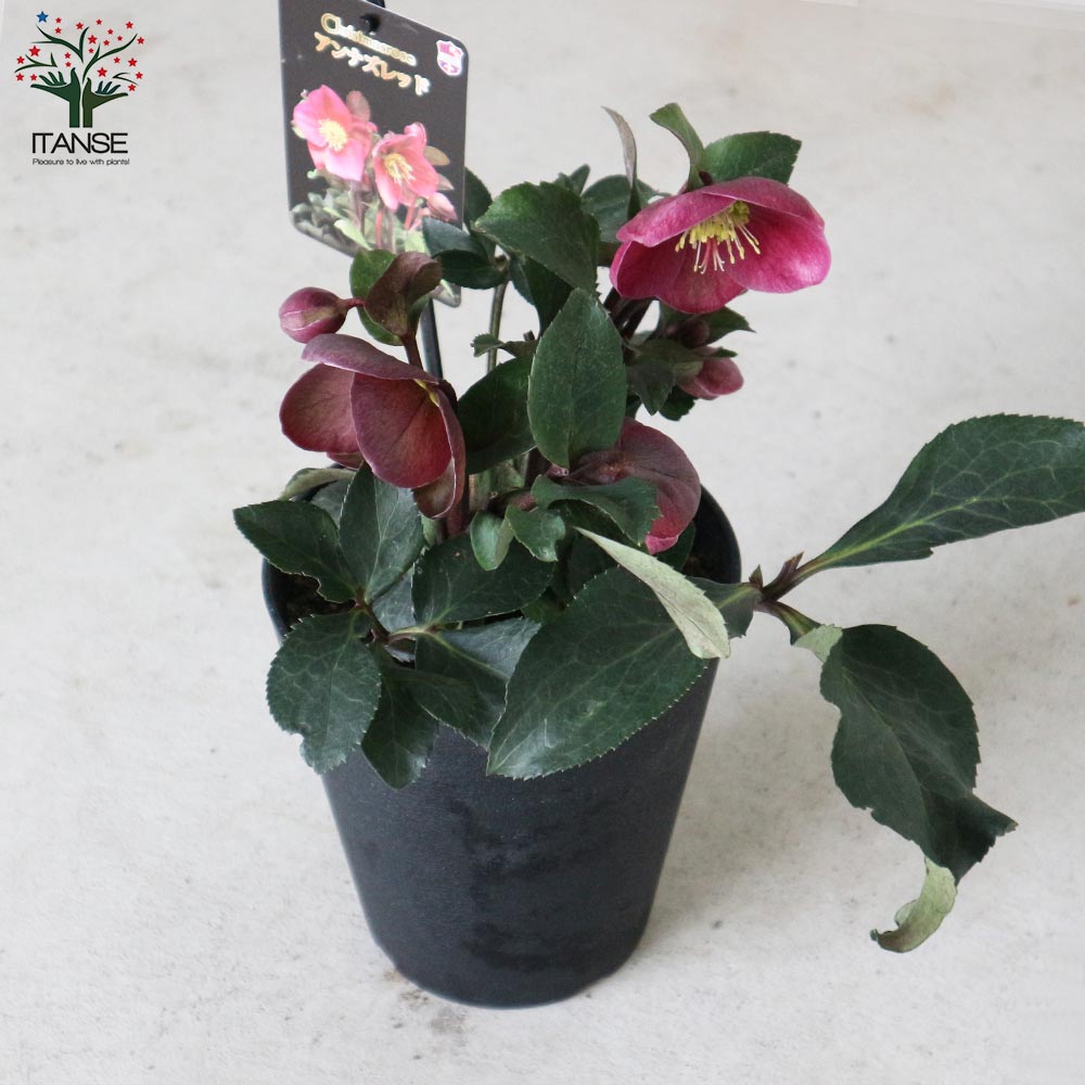 クリスマスローズ アンナズレッド【花苗 5号ポット苗／1個売り】