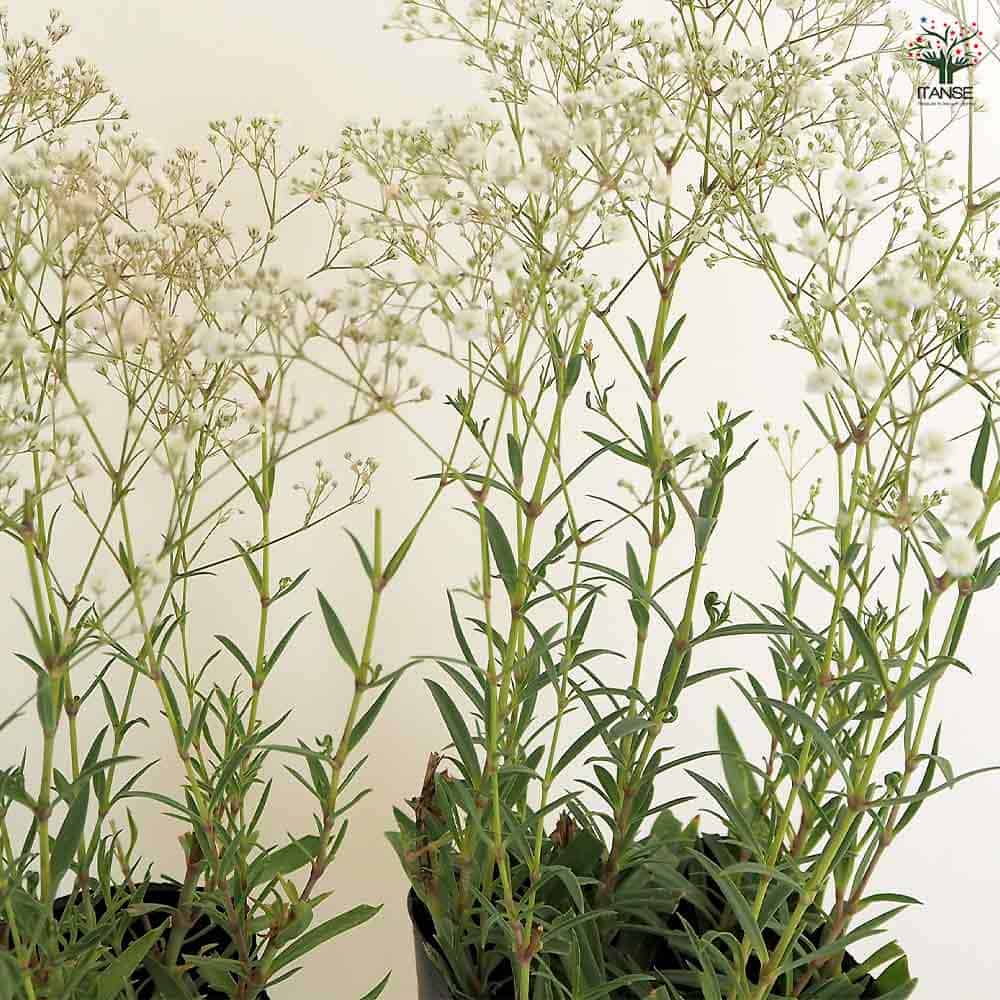 宿根かすみ草 サマースパークレス 【花苗 3.5号】｜ 【植物の