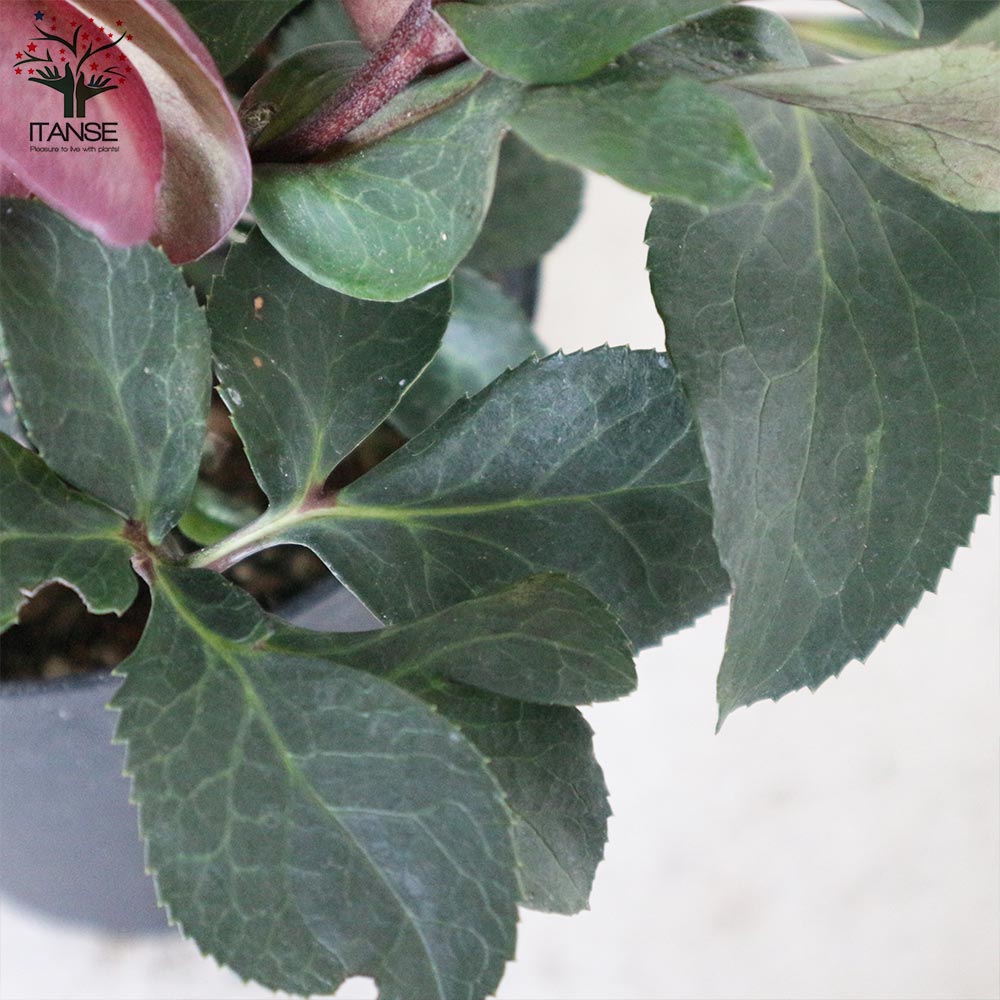 クリスマスローズ アンナズレッド【花苗 5号ポット苗／1個売り】