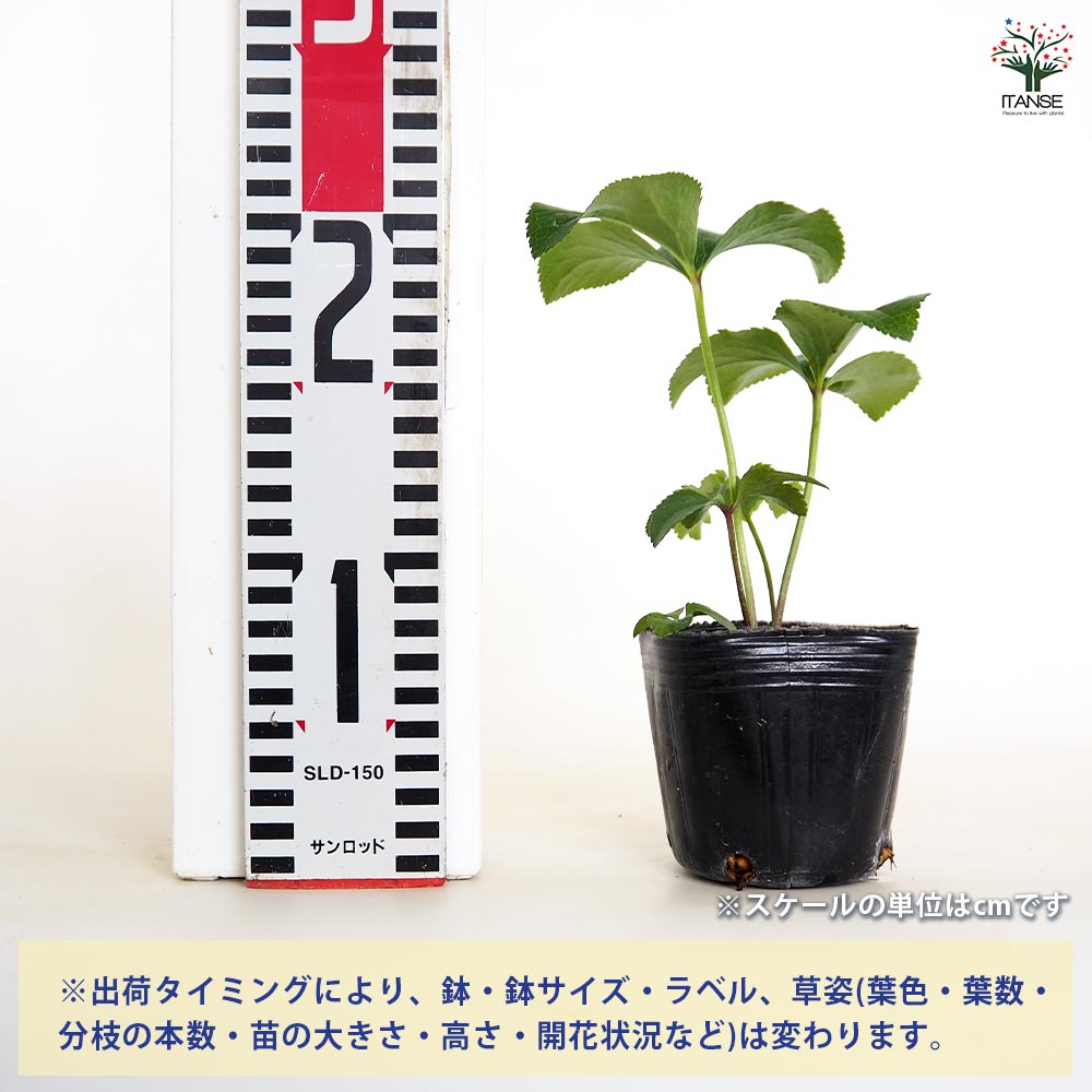 クリスマスローズ ダブル咲きMIX2個～ 【花苗 3号】｜ 【植物の