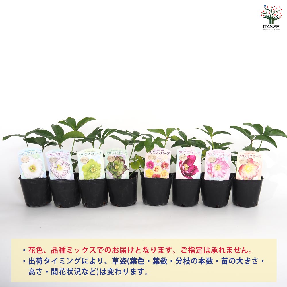 クリスマスローズ クリスマスローズ（花色Mix） | 花の咲く植物 | 芝桜専門店「お