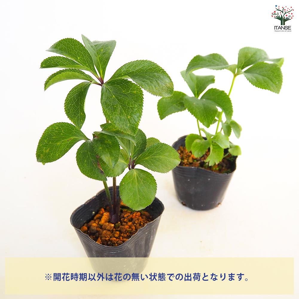 クリスマスローズ ダブル咲きMIX2個～ 【花苗 3号】