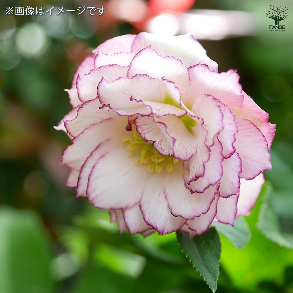 クリスマスローズ ダブル咲きMIX2個～ 【花苗 3号】