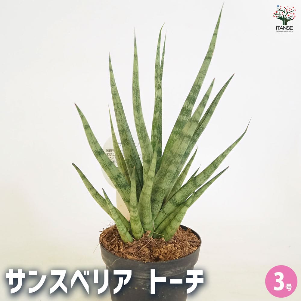 サンスベリア トーチ 【観葉植物 3号／1個売り】｜ 【植物の