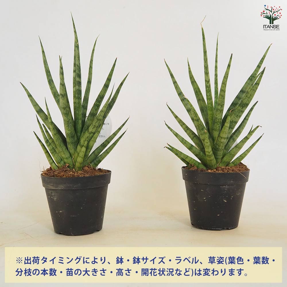 サンスベリア トーチ 【観葉植物 3号／1個売り】｜ 【植物の