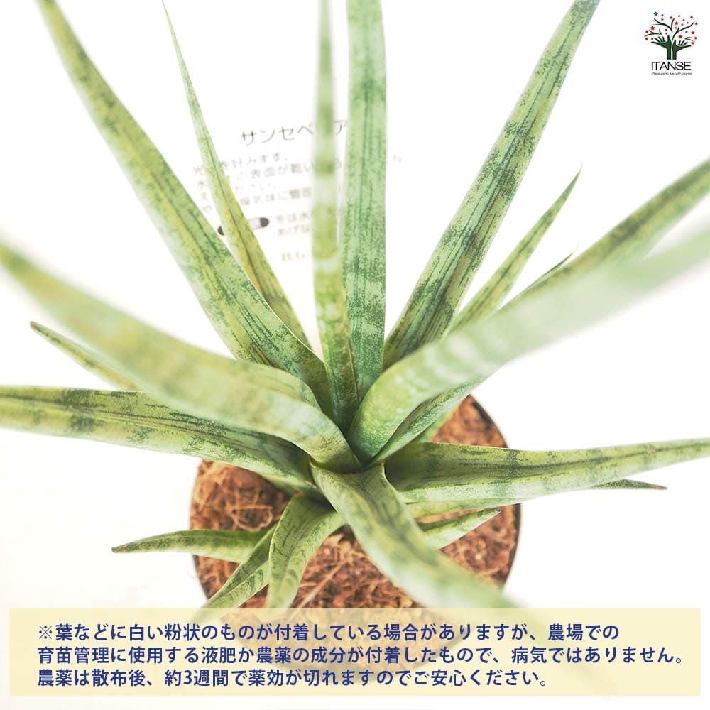 サンスベリア トーチ 【観葉植物 3号／1個売り】｜ 【植物の