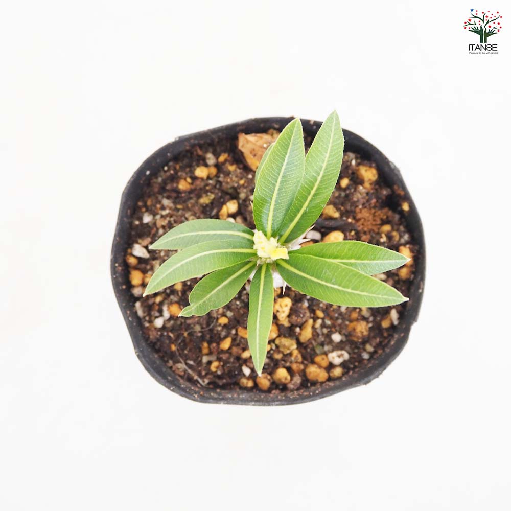パキポディウム ブレビカウレ 【多肉植物 2.5号／1個売り】｜ 【植物の