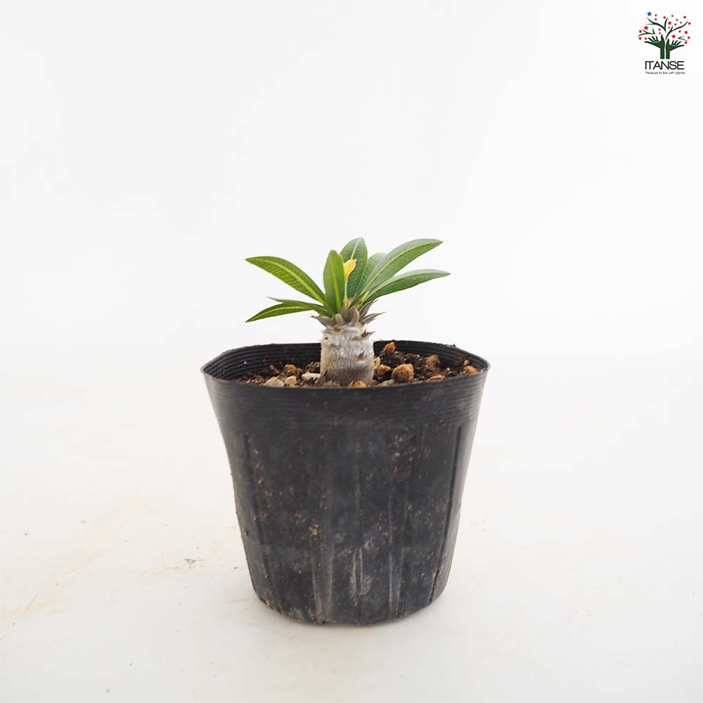 パキポディウム ブレビカウレ 【多肉植物 2.5号／1個売り】｜ 【植物の