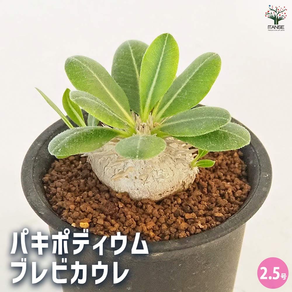 パキポディウム ブレビカウレ 【多肉植物 2.5号／1個売り