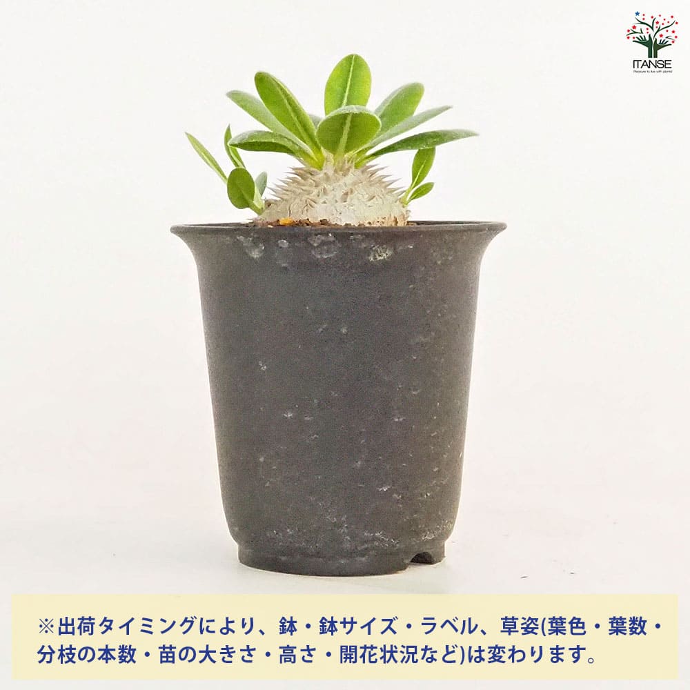 【OHANA様向け】パキポディウム ブレビカウレ 自宅採種種子 200粒 OHANA様向け】パキポディウム ブレビカウレ 自宅採種種子 200粒