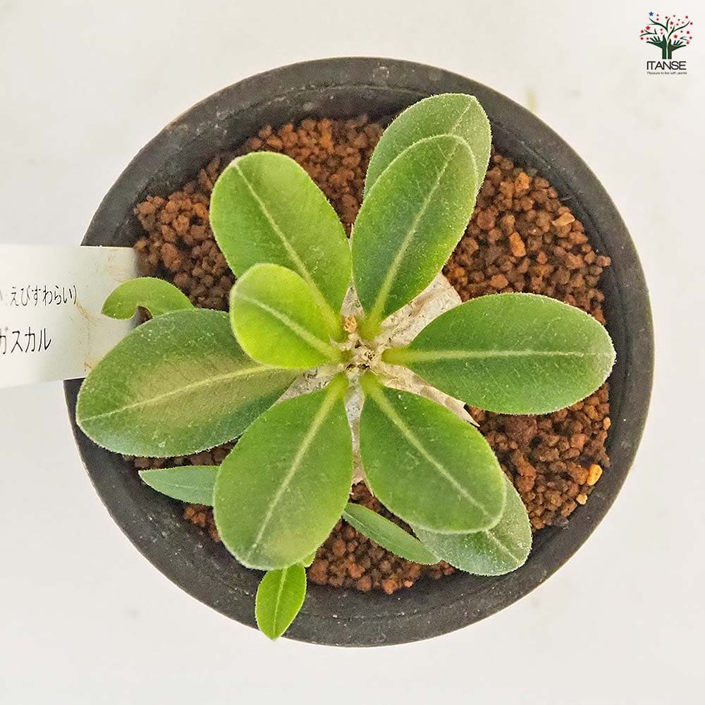 パキポディウム　ブレビカウレ② パキポディウムブレビカウレ | STORES