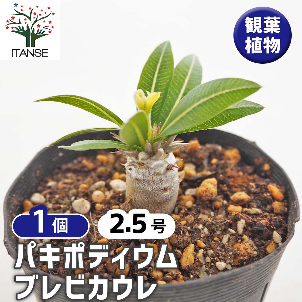 パキポディウム ブレビカウレ 【多肉植物 2.5号／1個売り】｜ 【植物の
