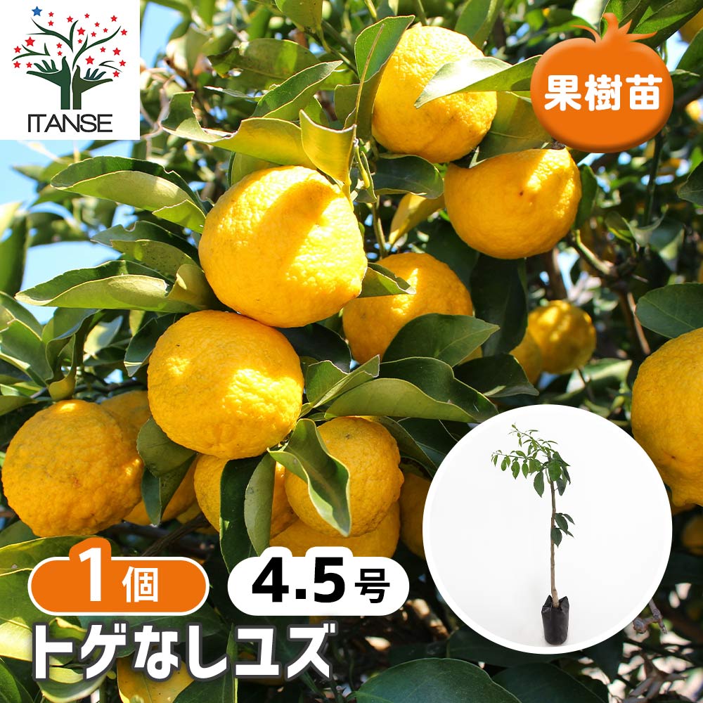 柚子の苗木(根無し) ¥650 柚子の苗木(根無し) ¥650 柚子の苗木(根無し) ¥650 花 柚子 苗」の人気