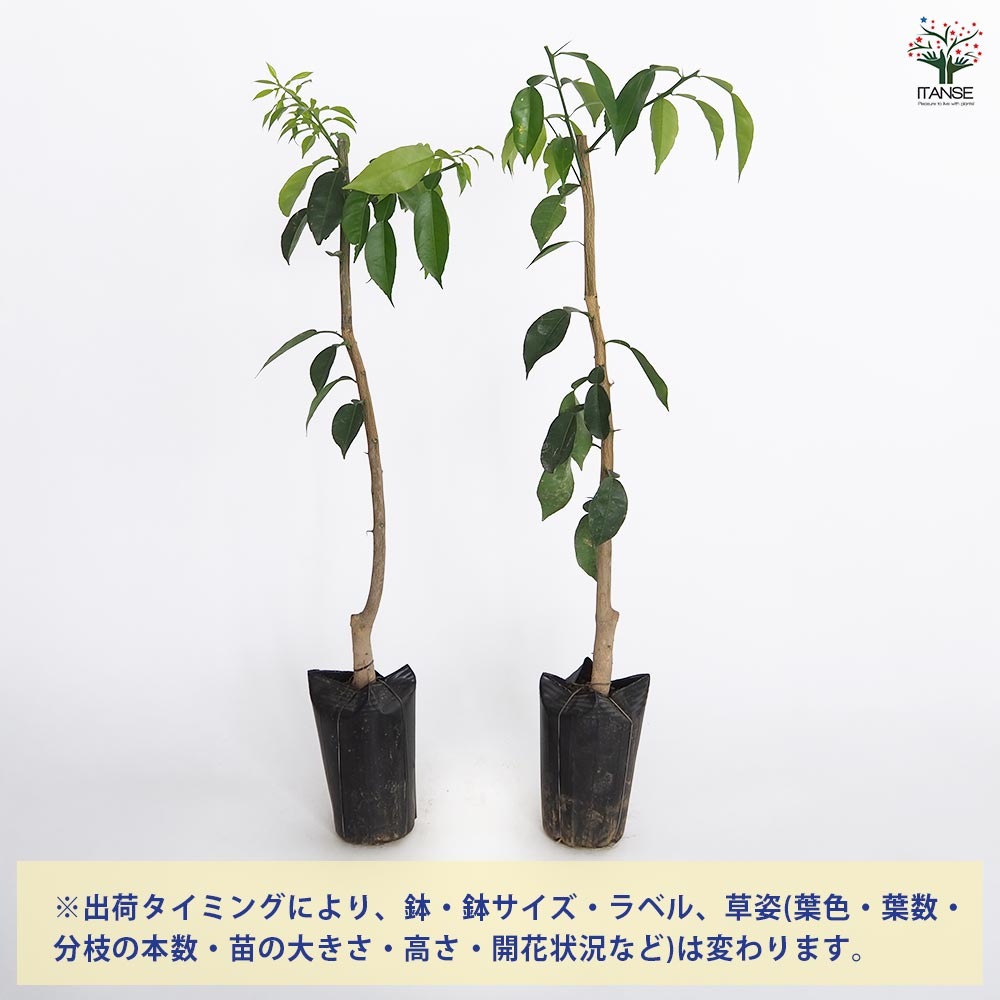柚子の苗木 トゲなしユズ 【果樹の苗木 4.5号/1個売り 柚子の苗木 トゲなしユズ 【果樹の苗木 4.5号/1個売り