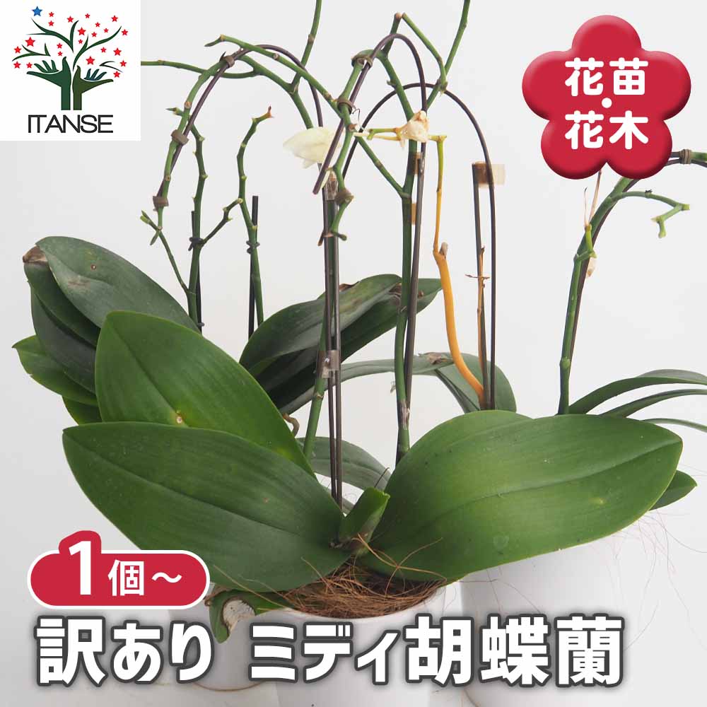 胡蝶蘭 ミディ 訳あり 【花苗 】選べる2つのサイズ｜ 【植物の