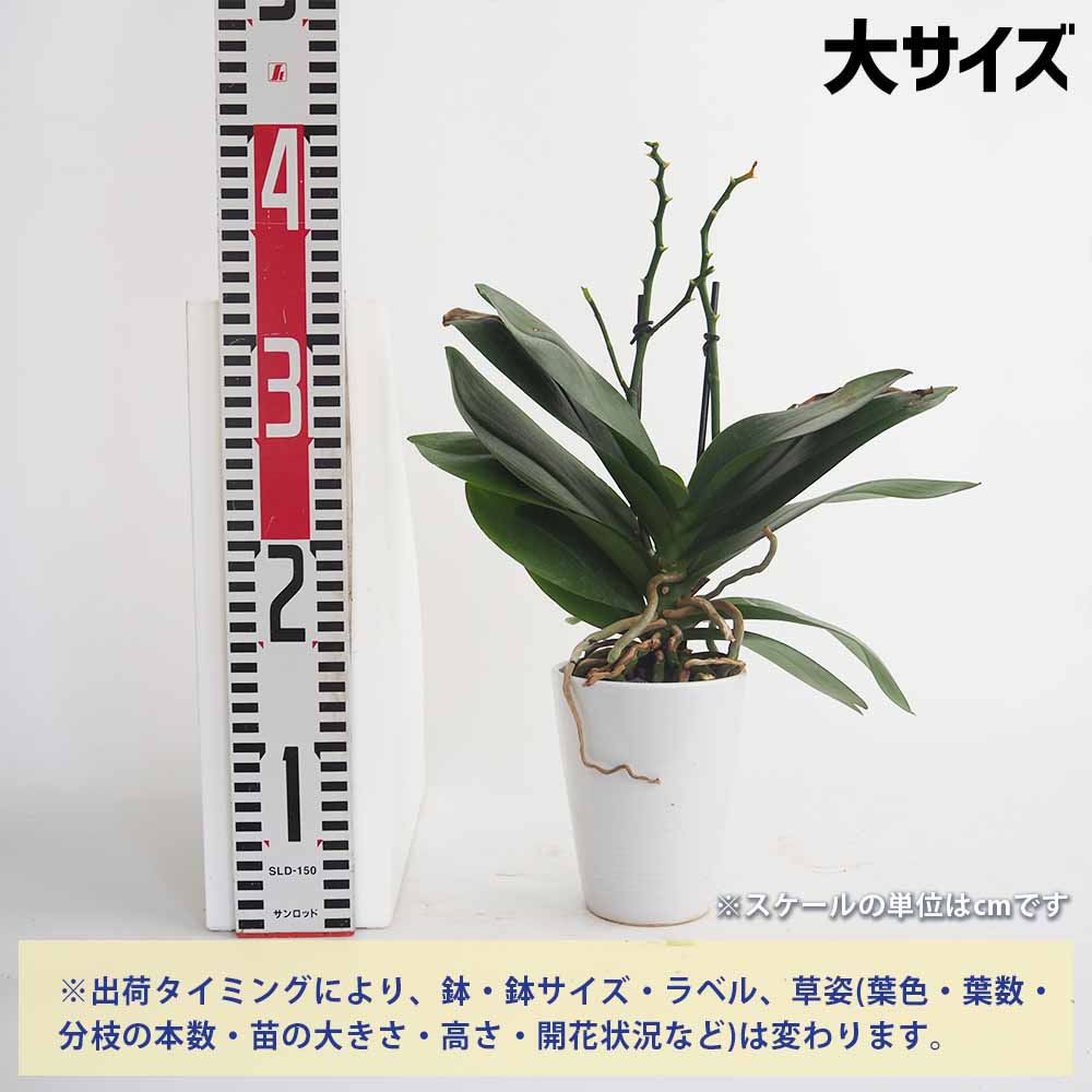 胡蝶蘭 ミディ 訳あり 【花苗 】選べる2つのサイズ｜ 【植物の