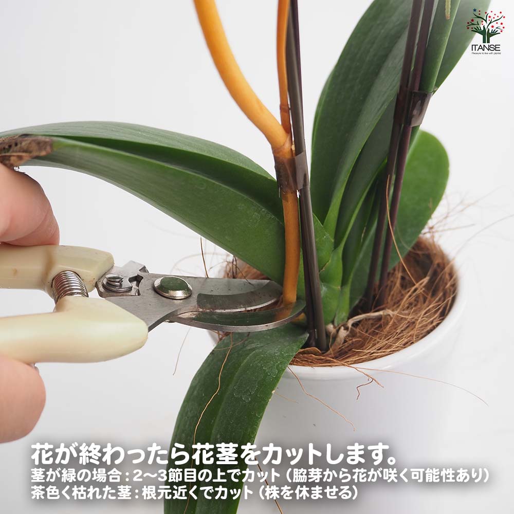 胡蝶蘭 ミディ 訳あり 【花苗 】選べる2つのサイズ｜ 【植物の