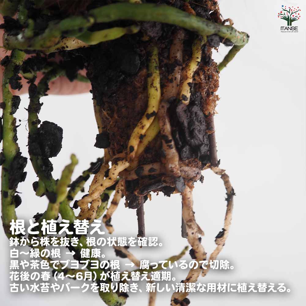 胡蝶蘭 ミディ 訳あり 【花苗 】選べる2つのサイズ｜ 【植物の