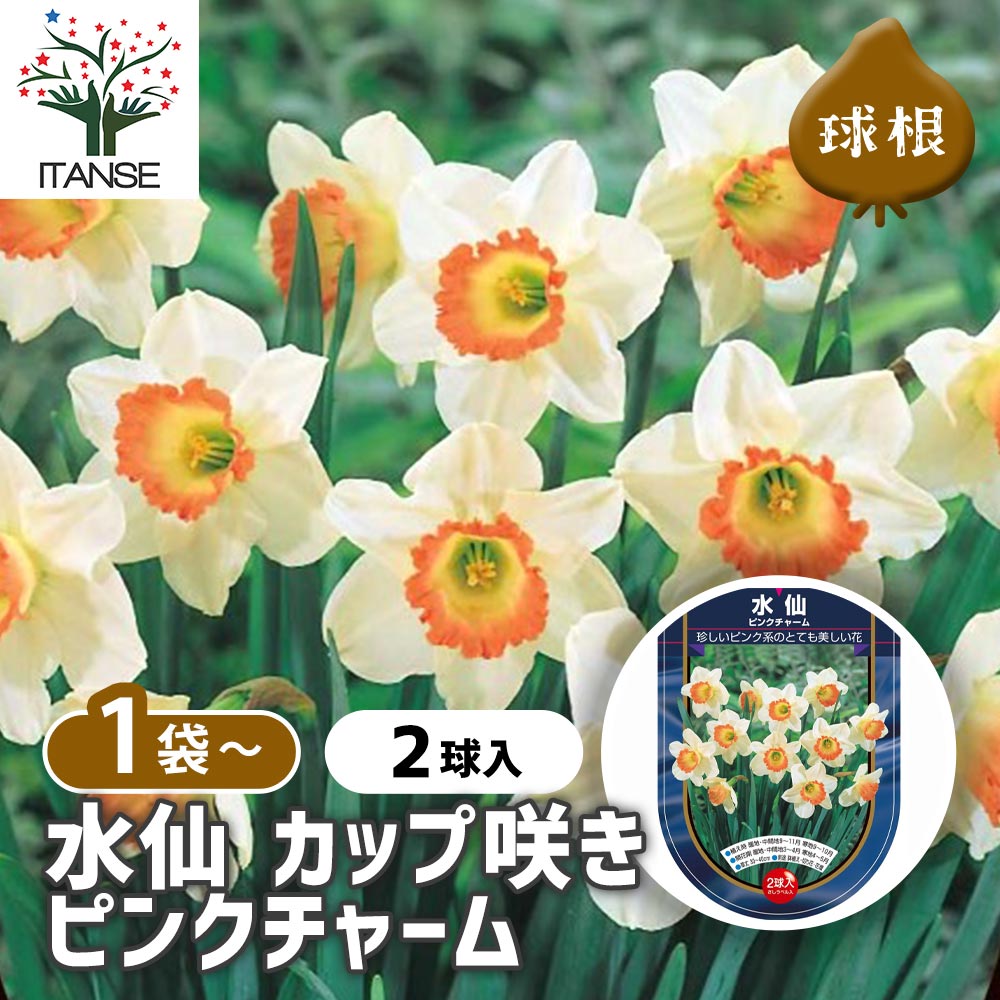 球根 水仙カップ咲き ピンクチャーム 【花球根 2球】｜ 【植物の