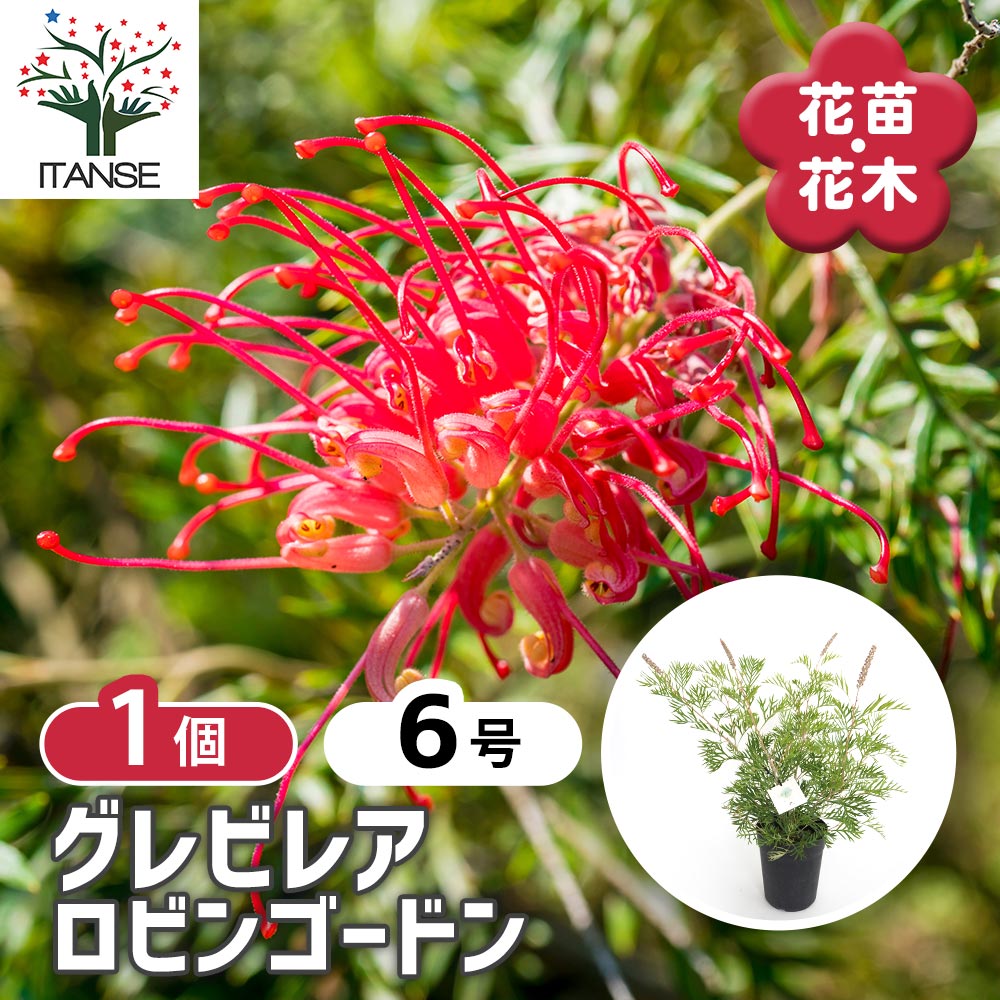 グレビレア ロビンゴードン 【花木苗 6号／1個売り】｜ 【植物の