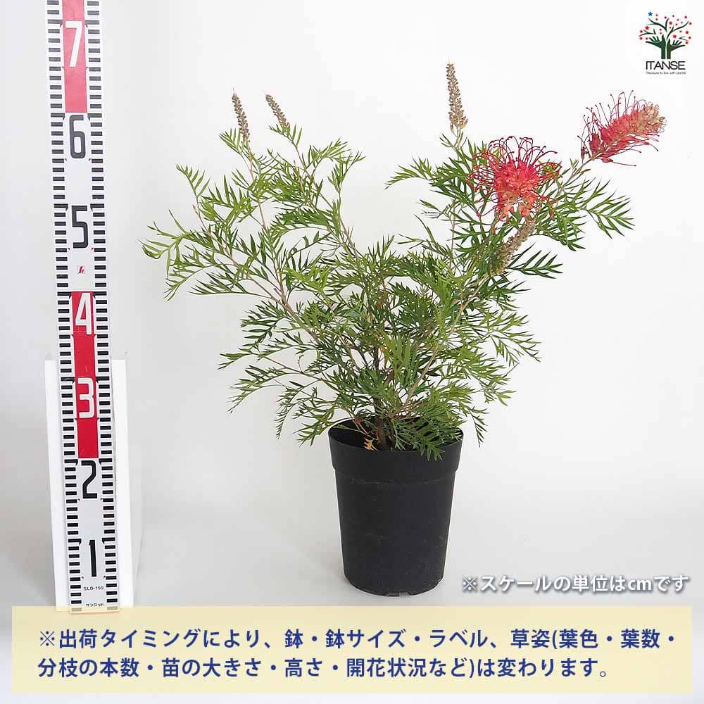 グレビレア ロビンゴードン 【花木苗 6号／1個売り】｜ 【植物の