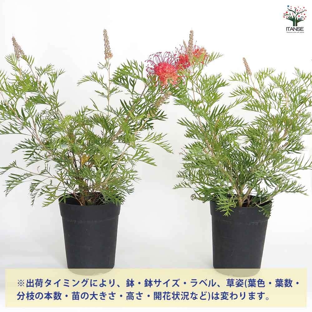 グレビレア ロビンゴードン 【花木苗 6号／1個売り】｜ 【植物の