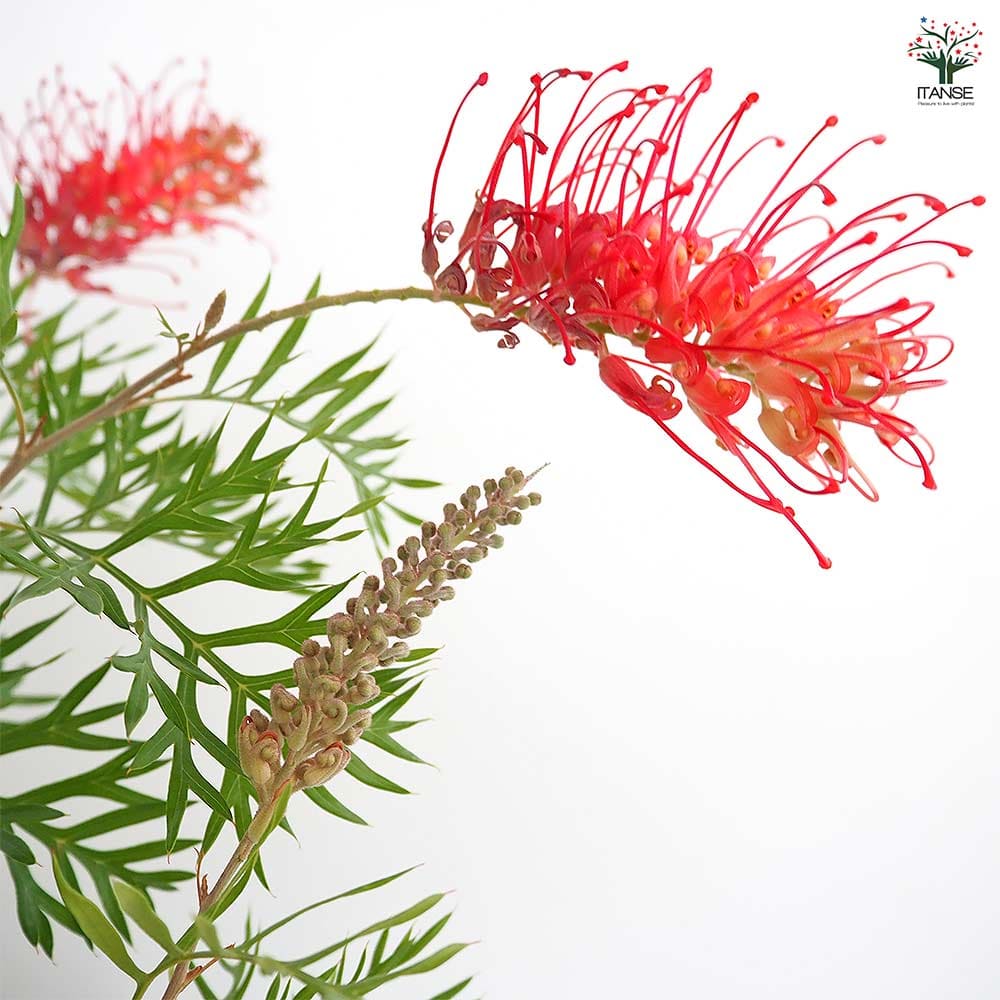 グレビレア ロビンゴードン 【花木苗 6号／1個売り】｜ 【植物の