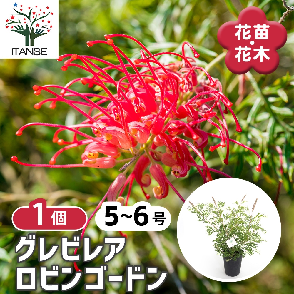グレビレア ロビンゴードン 【花木苗 5～6号／1個売り】｜ 【植物の