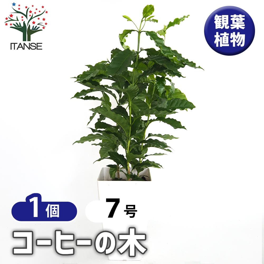 コーヒーの木 【観葉植物 7号／1個売り】｜ 【植物のITANSE