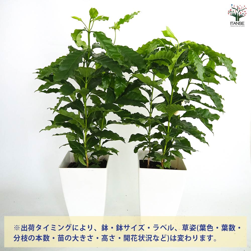 コーヒーの木 【観葉植物 7号／1個売り】｜ 【植物のITANSE