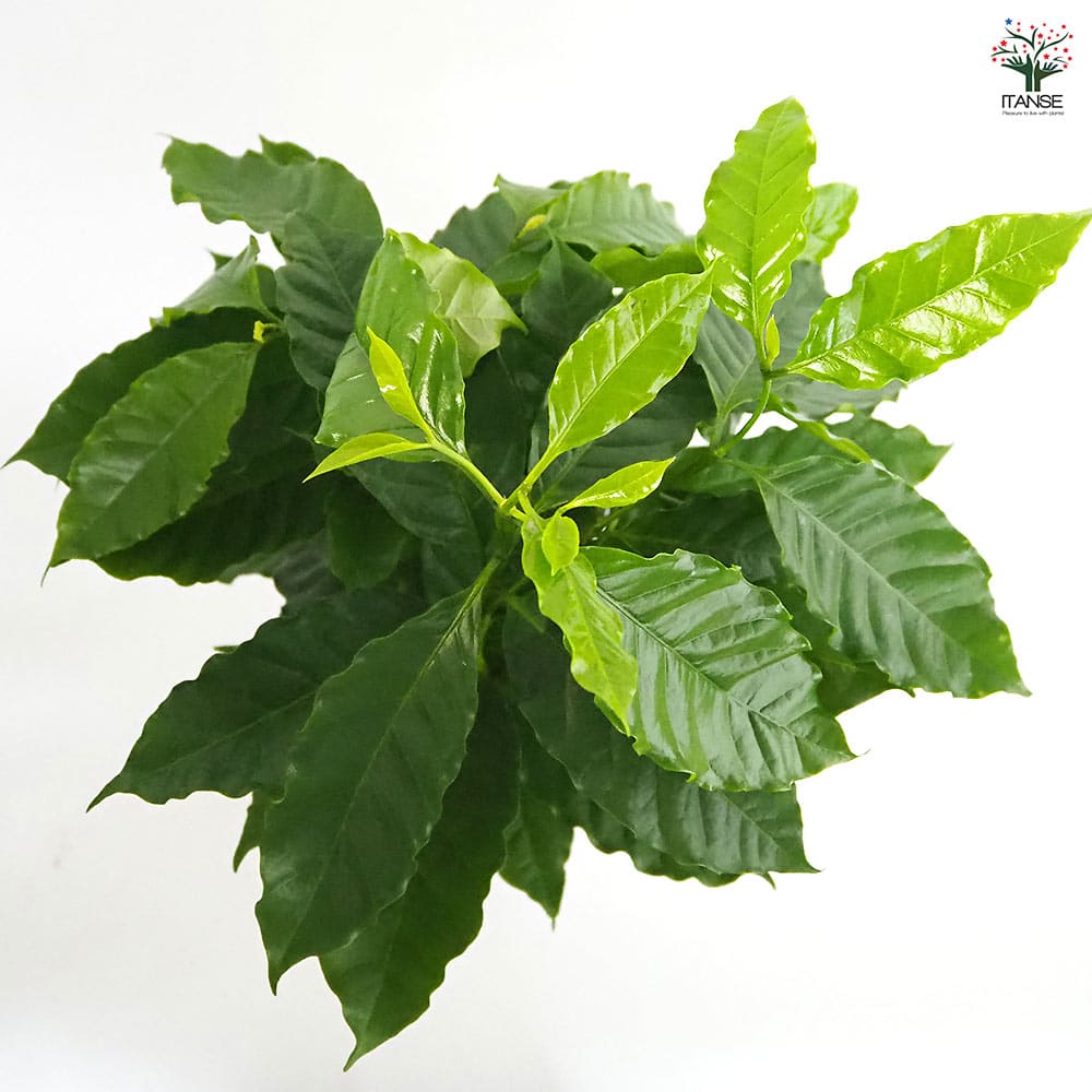 コーヒーの木 【観葉植物 7号／1個売り】｜ 【植物のITANSE