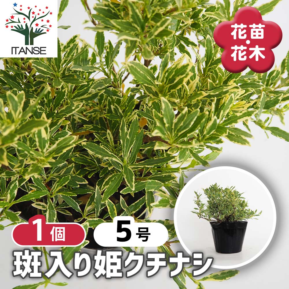 クチナシ　斑入り　15苗で 園芸ネット本店｜クチナシ：斑入りクチナシ 5号ポット の通販【公式】