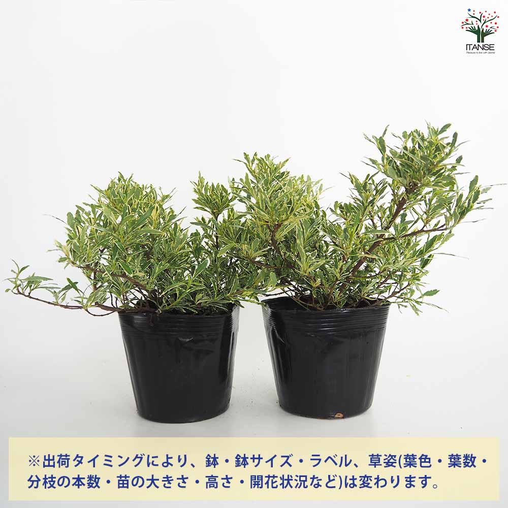 クチナシ 斑入り姫クチナシ 【花木苗 5号／1個売り】｜ 【植物の