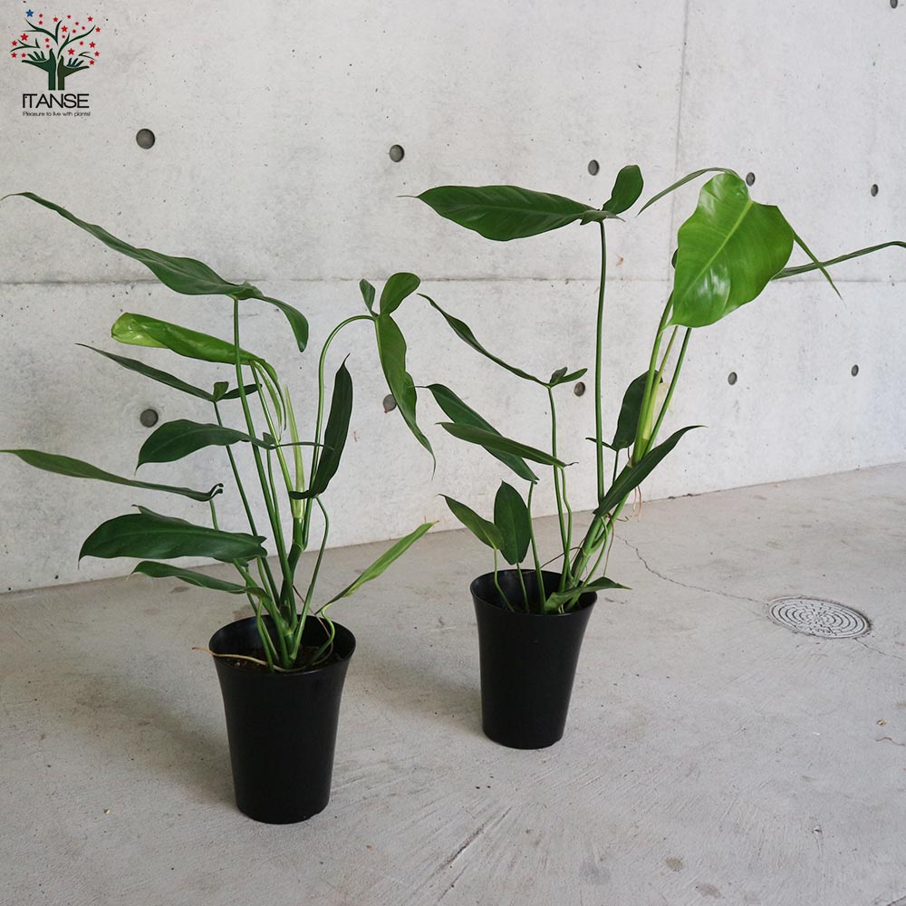 フィロデンドロン・フェンズリー 【観葉植物 5号鉢 リビングやオフィス